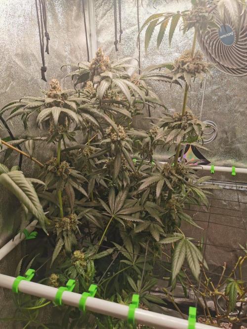 The White Sweet Candy OG / SSSC. Week 14