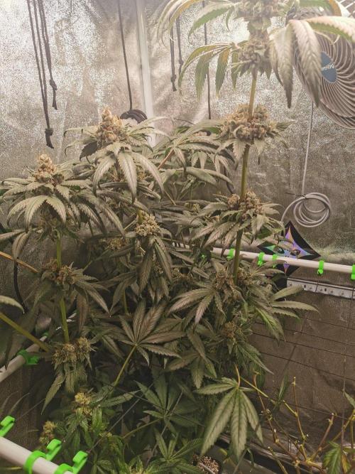 The White Sweet Candy OG / SSSC. Week 14