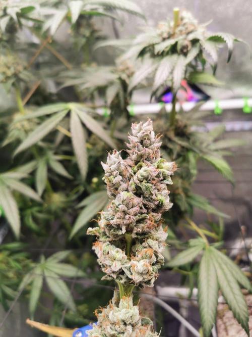 The White Sweet Candy OG / SSSC. Week 14