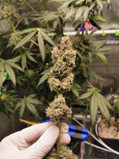 The White Sweet Candy OG / SSSC. Week 14