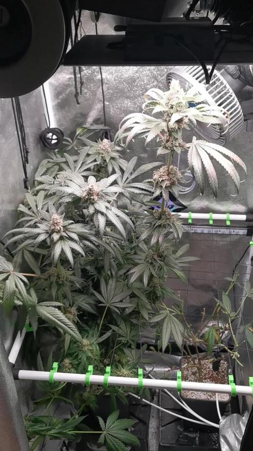 The White Sweet Candy OG / SSSC