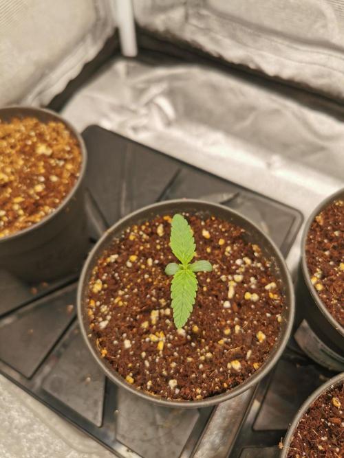 Lemon Z Dutch Passion Coco Grow. Week 1