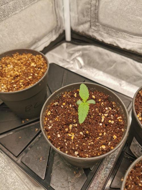 Lemon Z Dutch Passion Coco Grow. Week 1