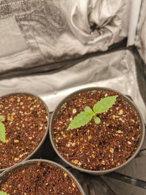 Tiger Style Dope Seeds Coco Grow. Week 1