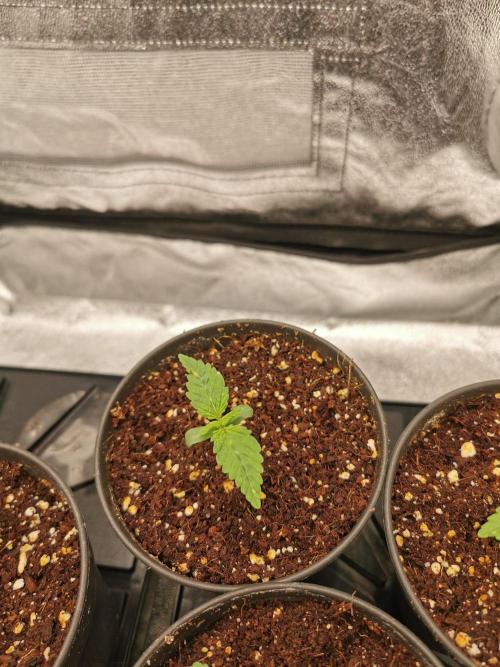 Tiger Style Dope Seeds Coco Grow. Week 1