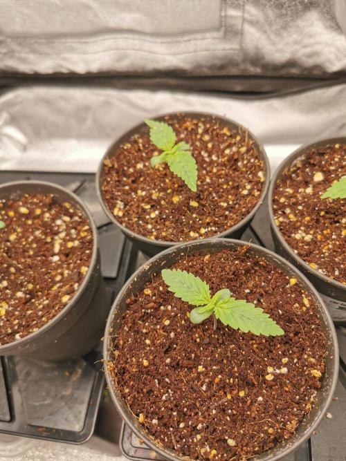 Tiger Style Dope Seeds Coco Grow. Week 1