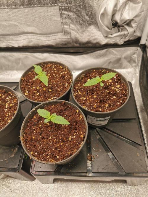 Tiger Style Dope Seeds Coco Grow. Week 1