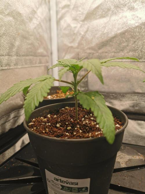 Lemon Z Dutch Passion Coco Grow. Week 2