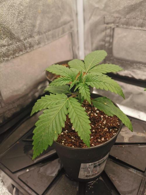 Lemon Z Dutch Passion Coco Grow. Week 2