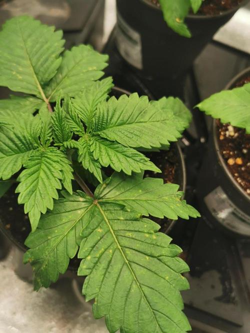 Tiger Style Dope Seeds Coco Grow. Week 2