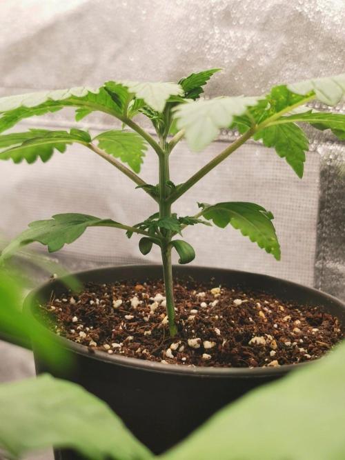 Tiger Style Dope Seeds Coco Grow. Week 2