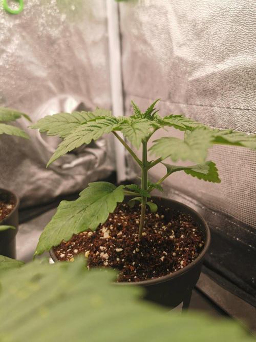 Tiger Style Dope Seeds Coco Grow. Week 2