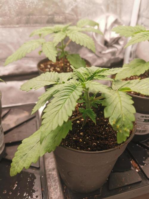 Tiger Style Dope Seeds Coco Grow. Week 2