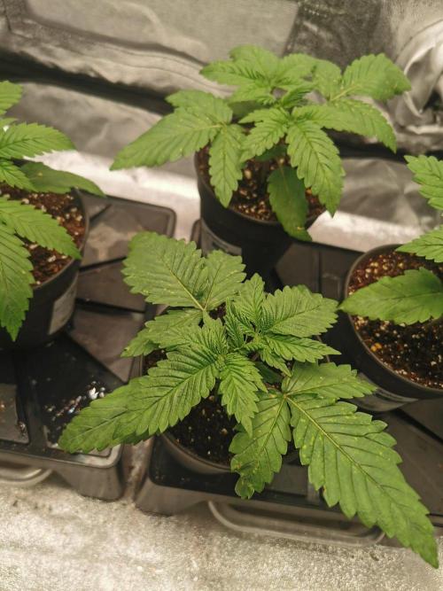 Tiger Style Dope Seeds Coco Grow. Week 2