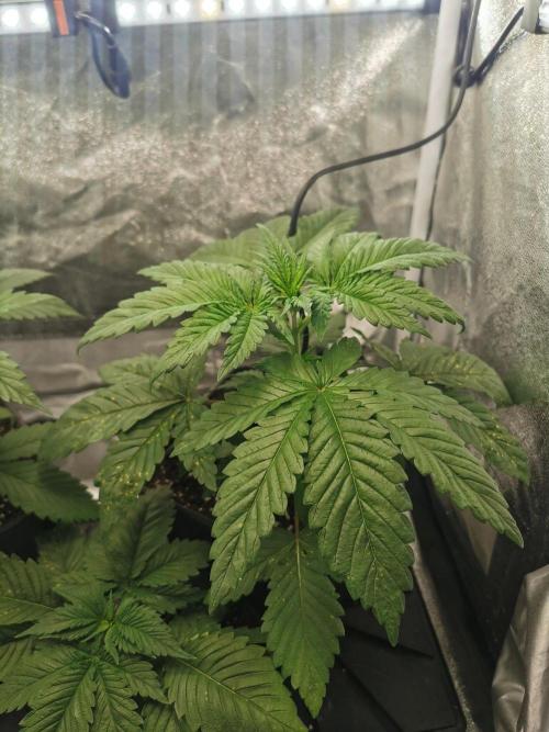 Tiger Style Dope Seeds Coco Grow. Week 3