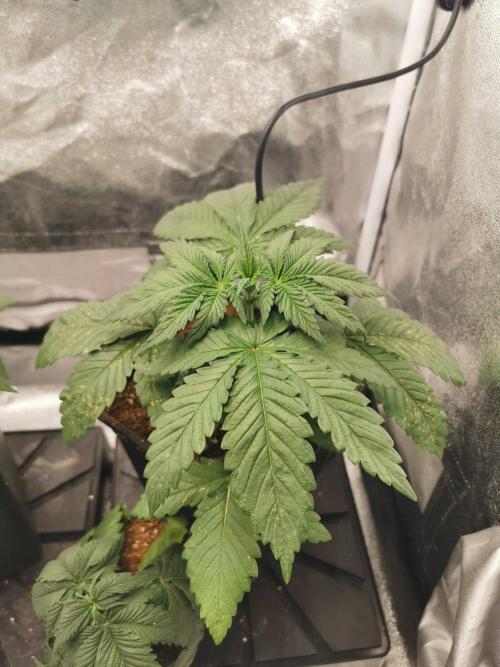 Tiger Style Dope Seeds Coco Grow. Week 3