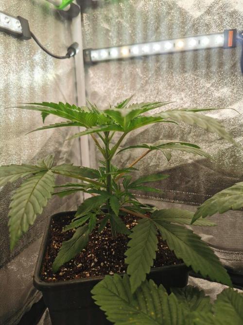 Lemon Z Dutch Passion Coco Grow. Week 3