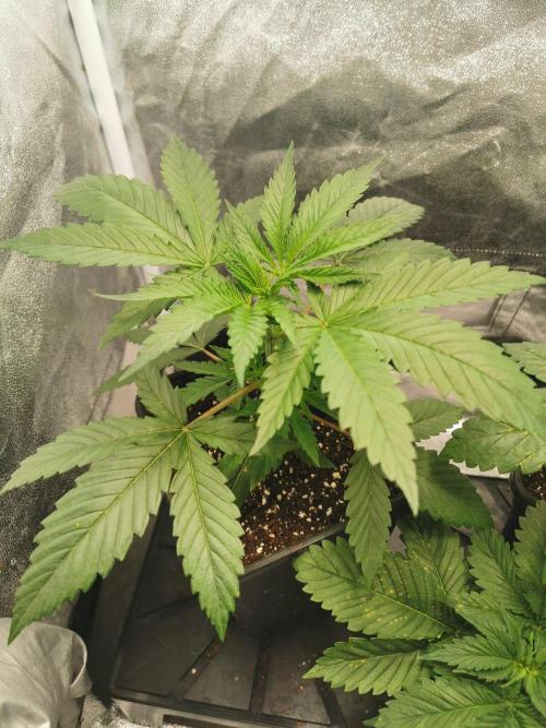 Lemon Z Dutch Passion Coco Grow. Week 3
