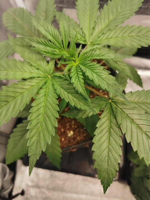 Lemon Z Dutch Passion Coco Grow. Week 3