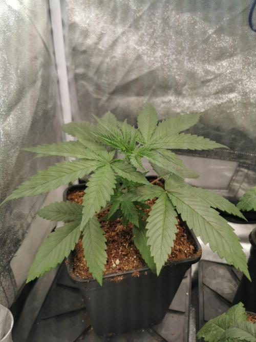Lemon Z Dutch Passion Coco Grow. Week 3