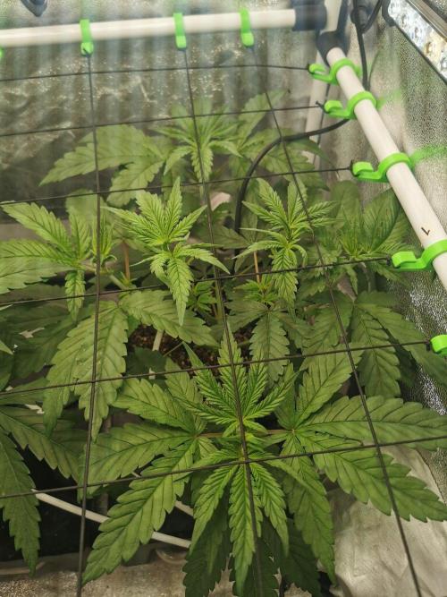 Tiger Style Dope Seeds Coco Grow. Week 4