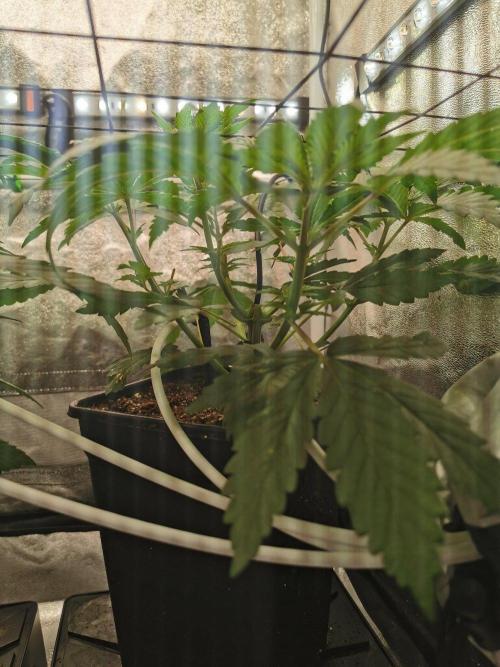 Tiger Style Dope Seeds Coco Grow. Week 4
