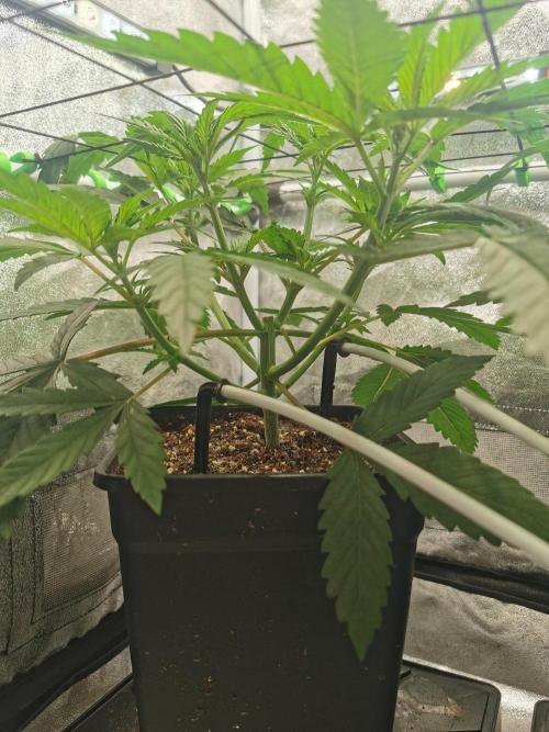 Lemon Z Dutch Passion Coco Grow. Week 4
