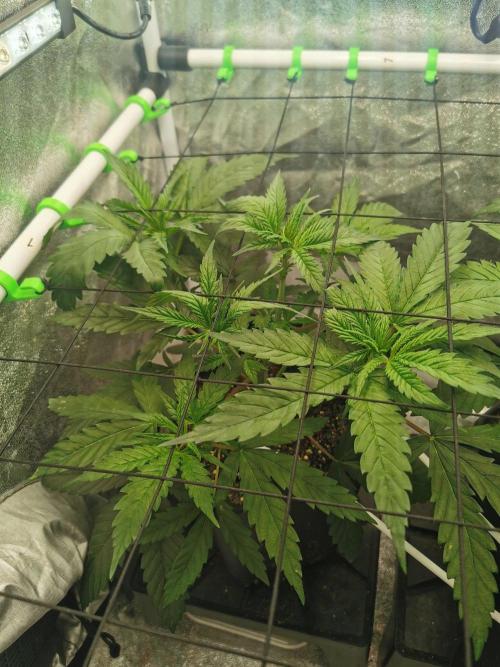 Lemon Z Dutch Passion Coco Grow. Week 4