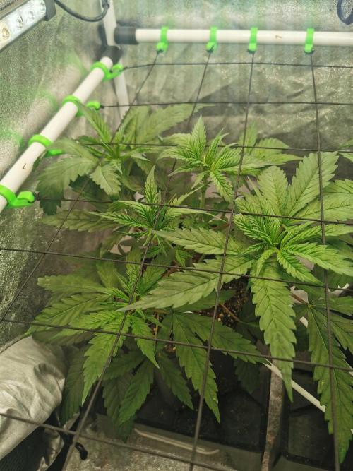 Lemon Z Dutch Passion Coco Grow. Week 4