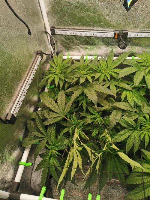 Lemon Z Dutch Passion Coco Grow. Week 5