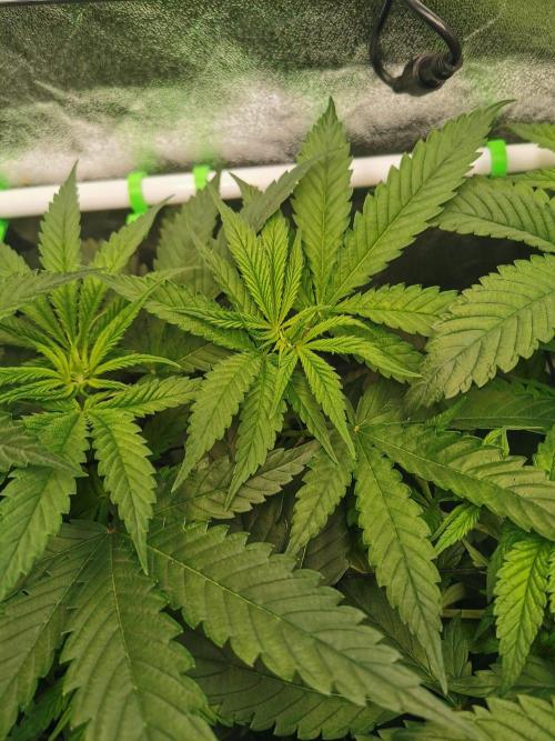 Lemon Z Dutch Passion Coco Grow. Week 5