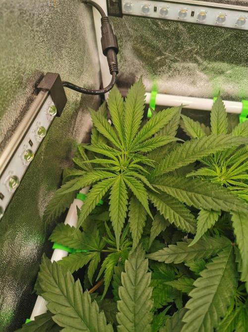 Lemon Z Dutch Passion Coco Grow. Week 5