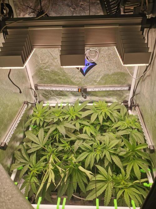 Tiger Style Dope Seeds Coco Grow. Week 5
