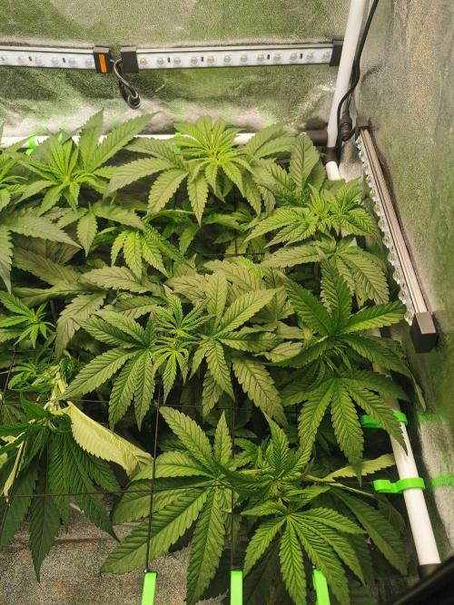 Tiger Style Dope Seeds Coco Grow. Week 5