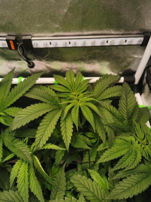 Tiger Style Dope Seeds Coco Grow. Week 5