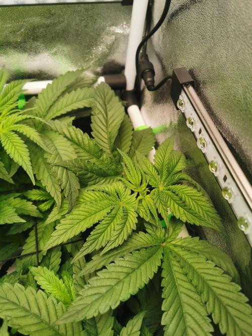 Tiger Style Dope Seeds Coco Grow. Week 5