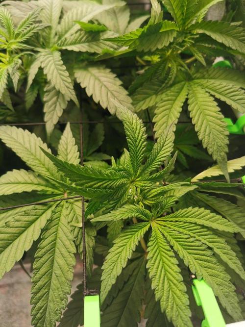 Tiger Style Dope Seeds Coco Grow. Week 5