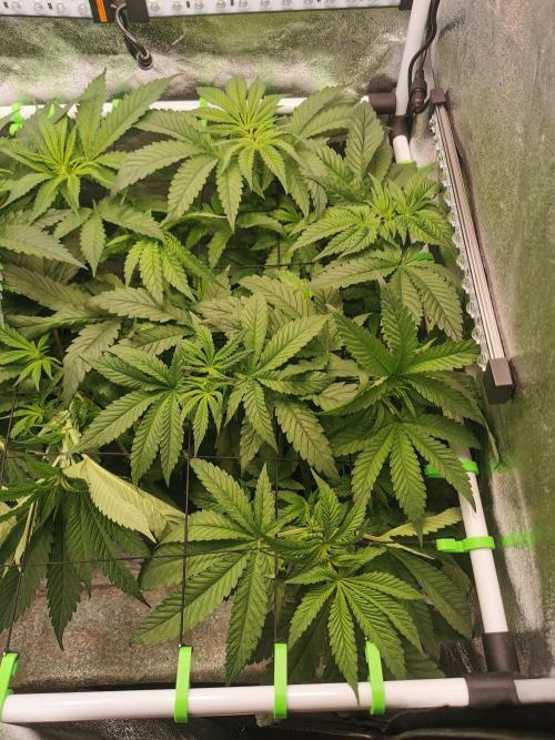 Tiger Style Dope Seeds Coco Grow. Week 5