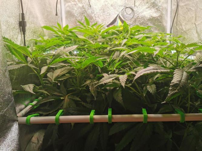 Lemon Z Dutch Passion Coco Grow. Week 6