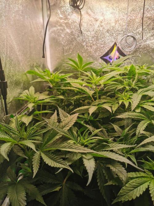 Lemon Z Dutch Passion Coco Grow. Week 6