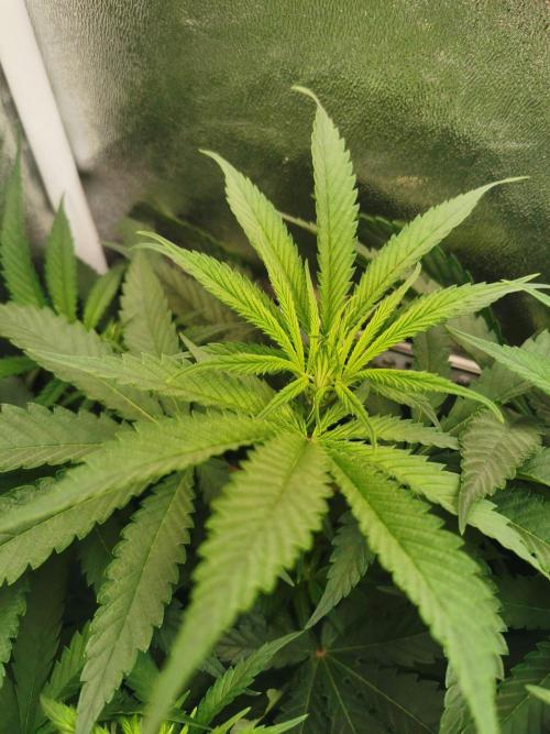 Lemon Z Dutch Passion Coco Grow. Week 6