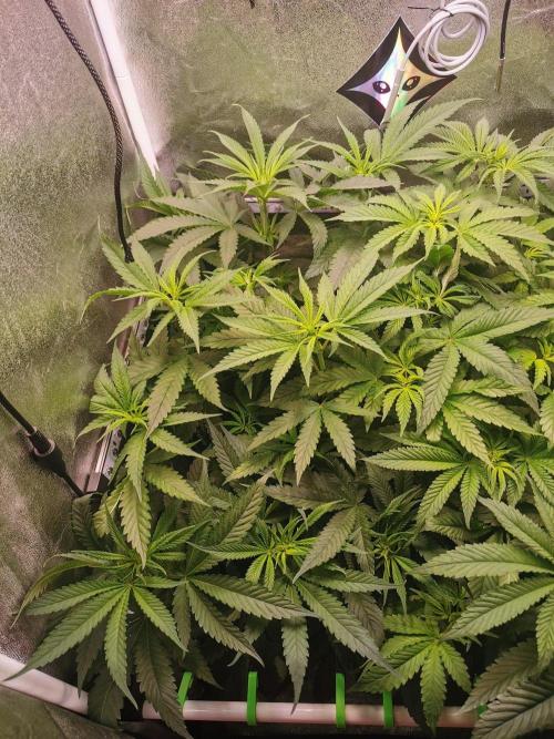 Lemon Z Dutch Passion Coco Grow. Week 6