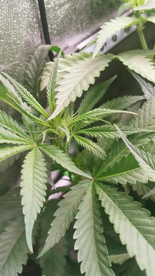 Lemon Z Dutch Passion Coco Grow