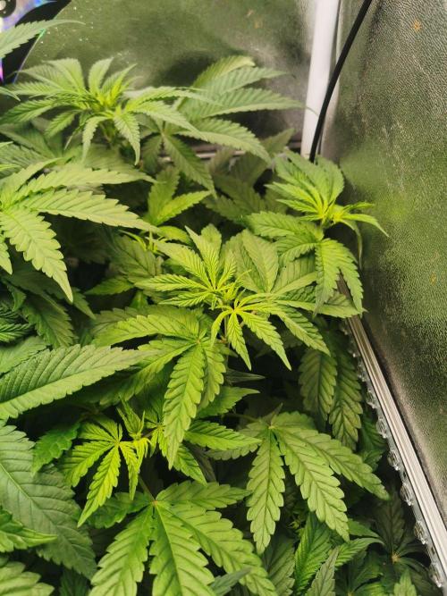 Tiger Style Dope Seeds Coco Grow. Week 6
