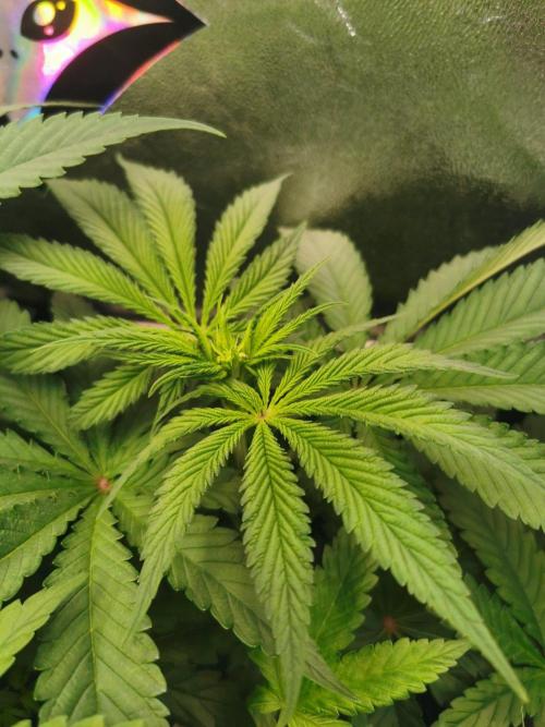 Tiger Style Dope Seeds Coco Grow. Week 6
