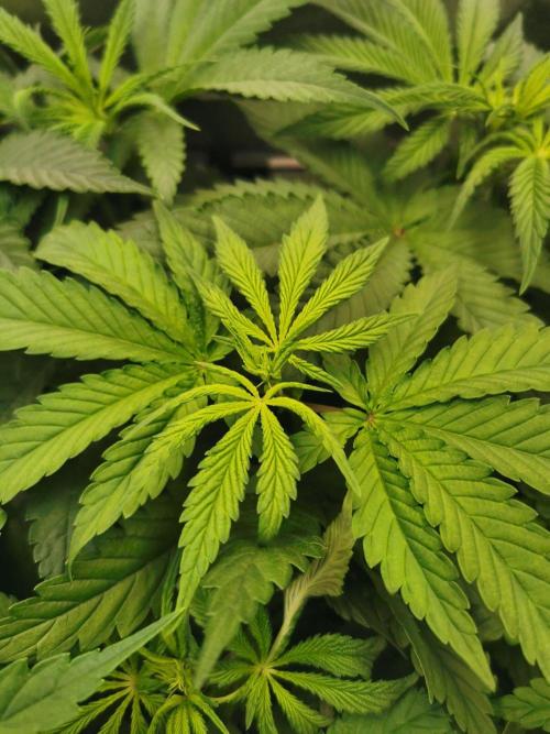 Tiger Style Dope Seeds Coco Grow. Week 6
