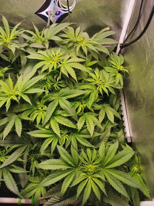 Tiger Style Dope Seeds Coco Grow. Week 6