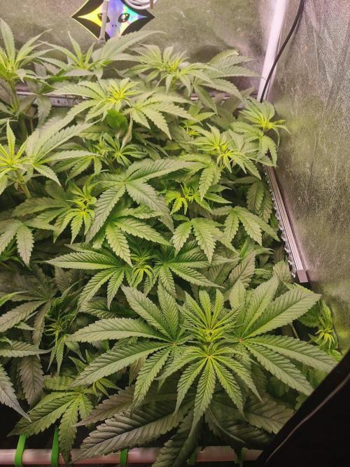 Tiger Style Dope Seeds Coco Grow. Week 6