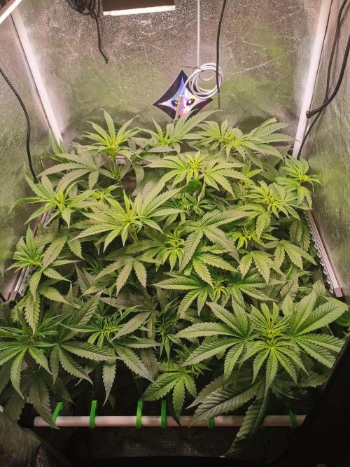 Tiger Style Dope Seeds Coco Grow. Week 6