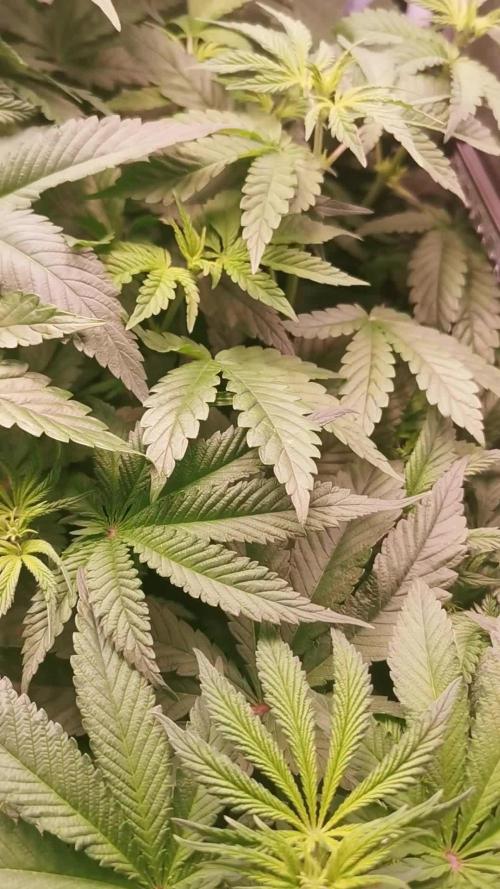 Tiger Style Dope Seeds Coco Grow